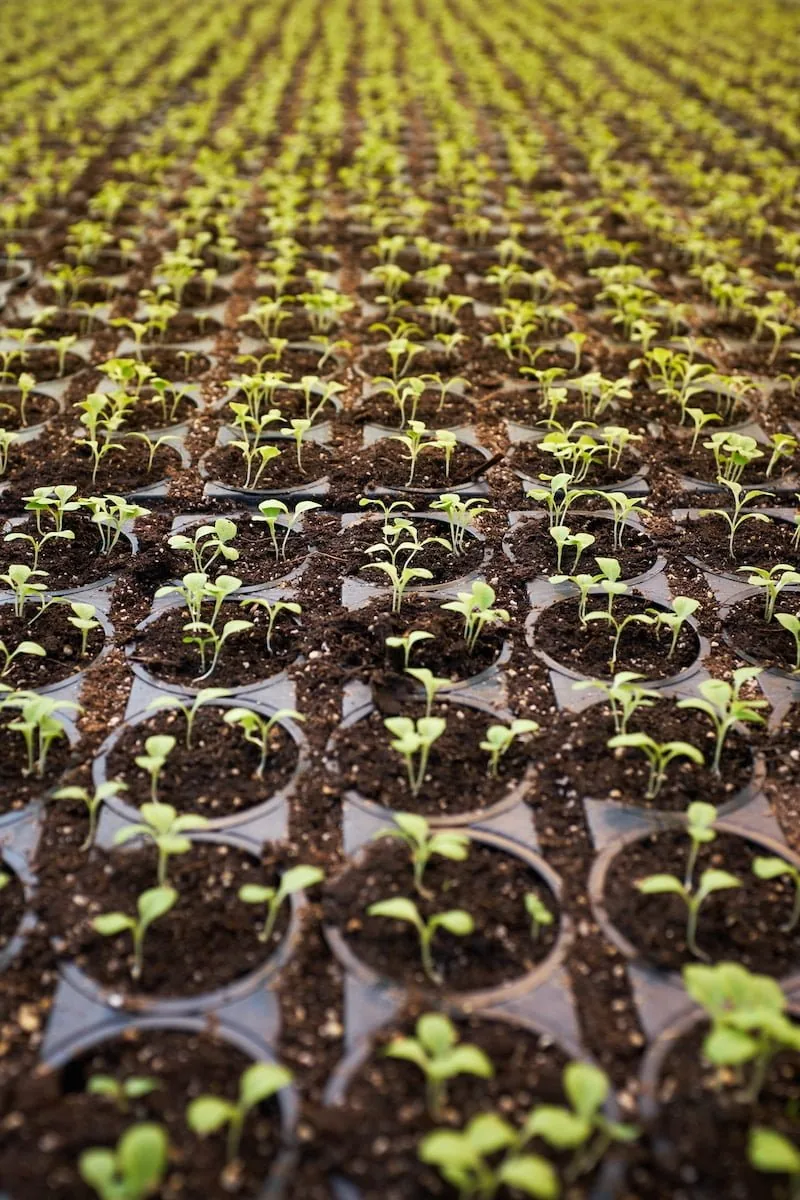Nurturing A Better Organization with Learning and Development